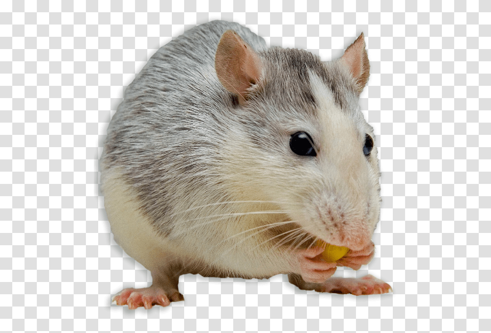 Mouse Animal Impossible Burger Animal Testing, Rodent, Mammal, Rat, Pet Transparent Png