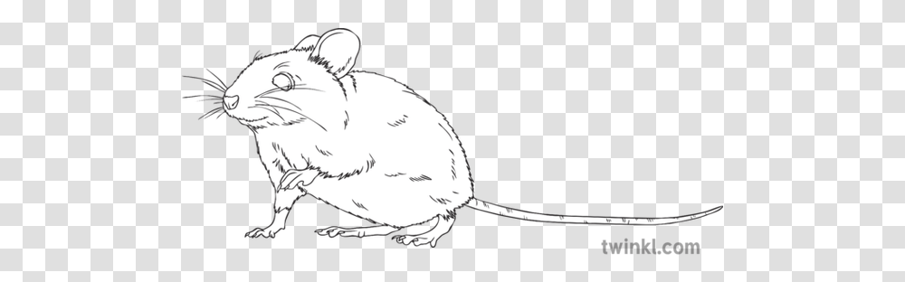 Mouse Animal Sneaking Rodent Squeak Ks2 Black And White Rgb Kangaroo Rat, Mammal, Bird, Cat, Pet Transparent Png