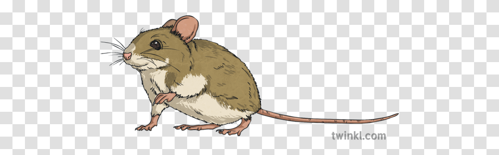 Mouse Animal Sneaking Rodent Squeak Ks2 Brown Rat, Mammal, Bird, Pet, Cat Transparent Png