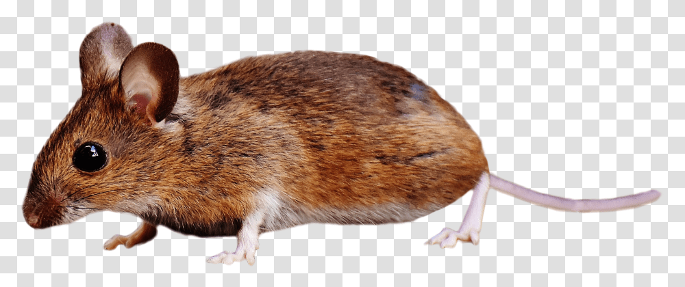 Mouse Brown, Rat, Rodent, Mammal, Animal Transparent Png