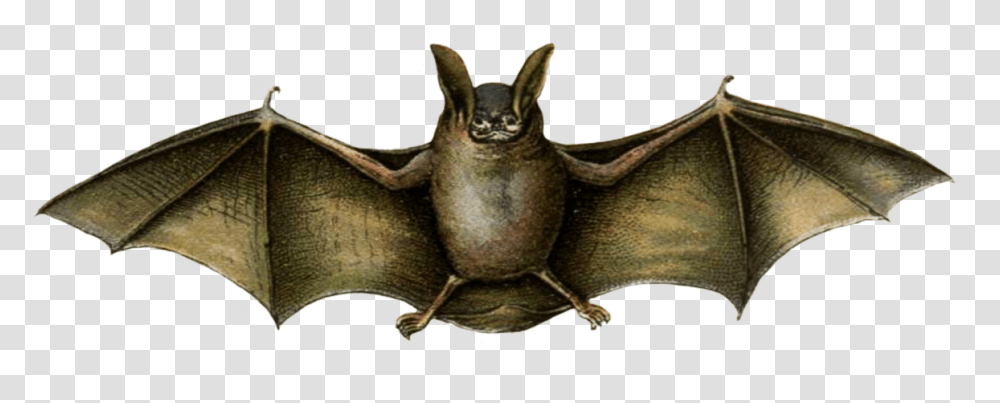 Mouse Colored Bat Drawing Vampire Bat Drawing, Wildlife, Animal, Mammal, Painting Transparent Png