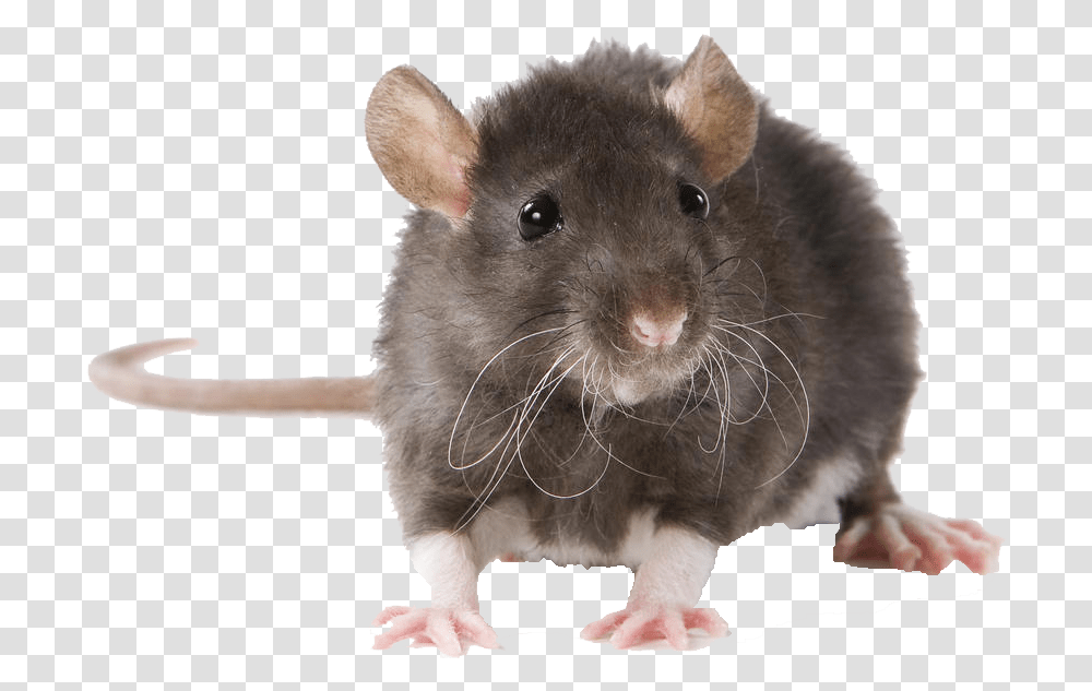 Mouse Free Pictures Rat Indian, Rodent, Mammal, Animal, Pet Transparent Png