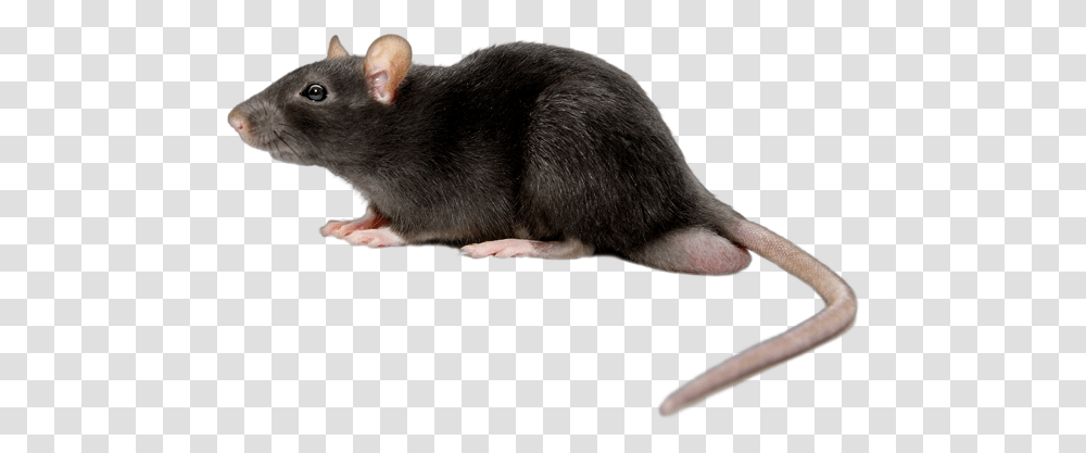 Mouse Images Are Free To Download Rat, Rodent, Mammal, Animal Transparent Png