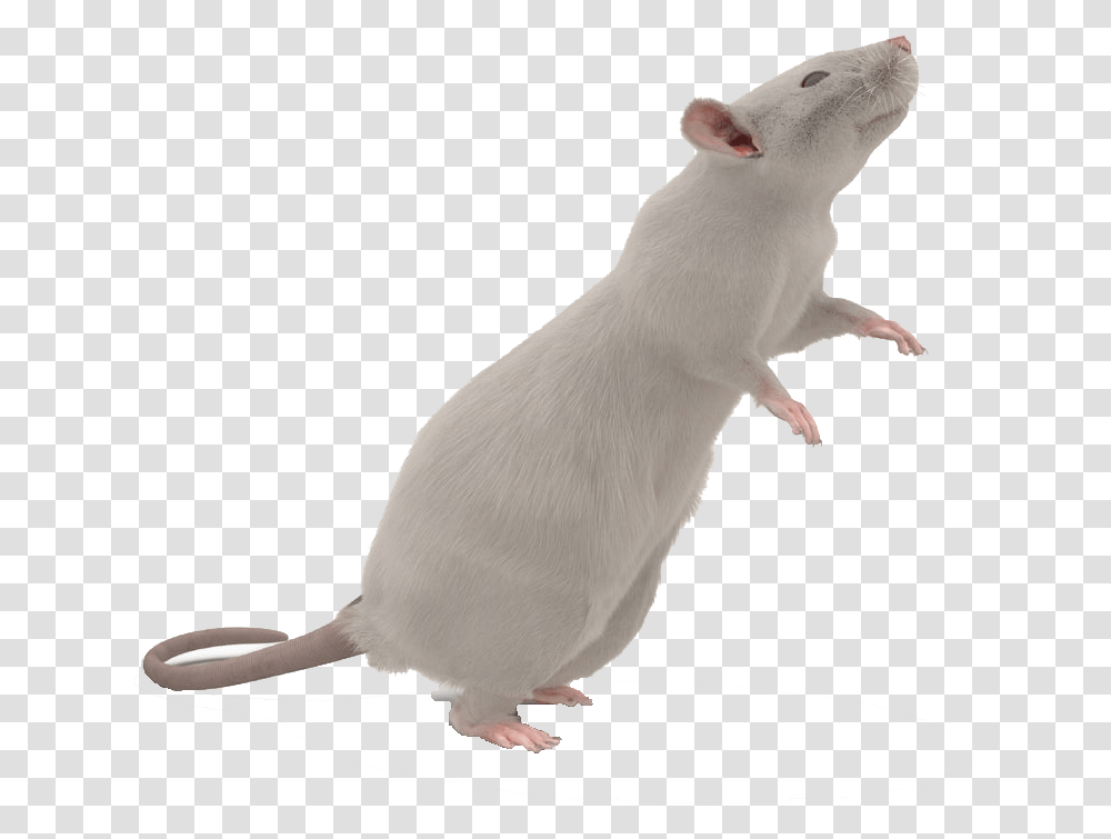 Mouse Images Background Background Mouse, Rodent, Mammal, Animal, Bird Transparent Png