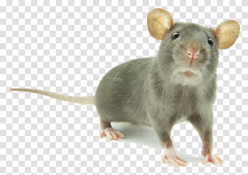 Mouse Images Hd Young Rats Transparent Png