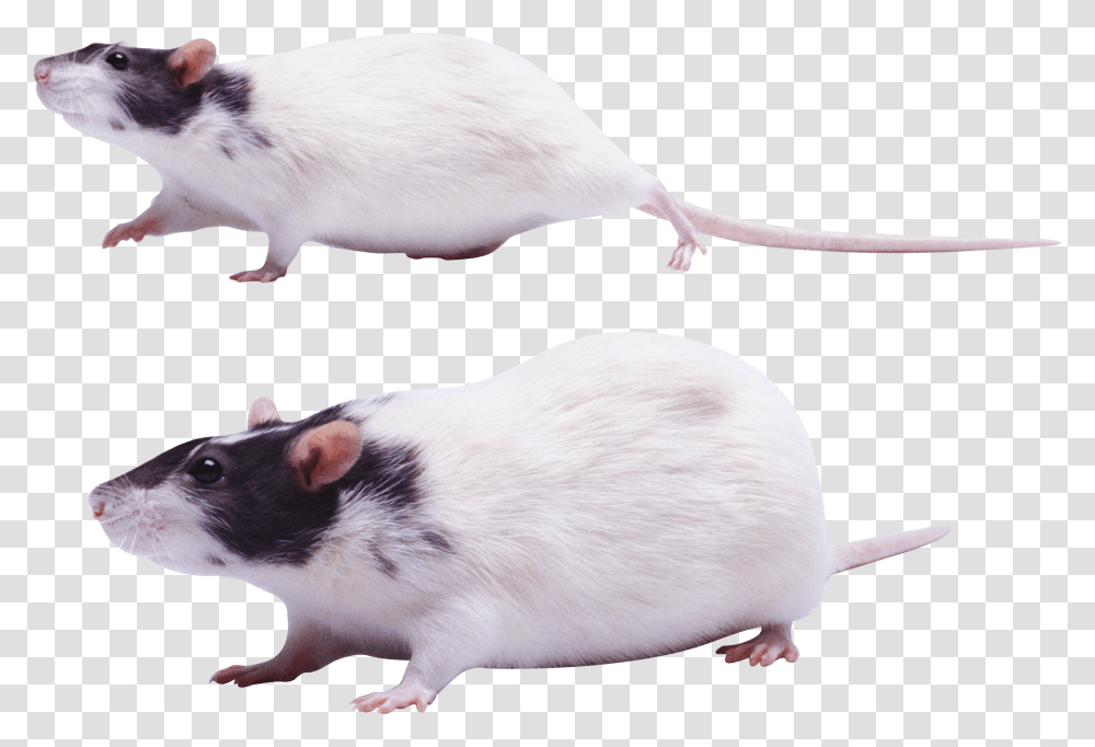 Mouse Images Krisa, Rat, Rodent, Mammal, Animal Transparent Png