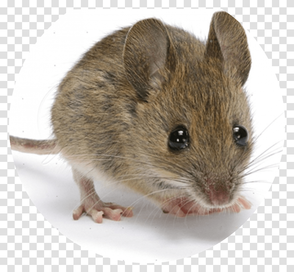 Mouse Is The First Mammal To Have Its Genome Decoded, Rat, Rodent, Animal, Pet Transparent Png