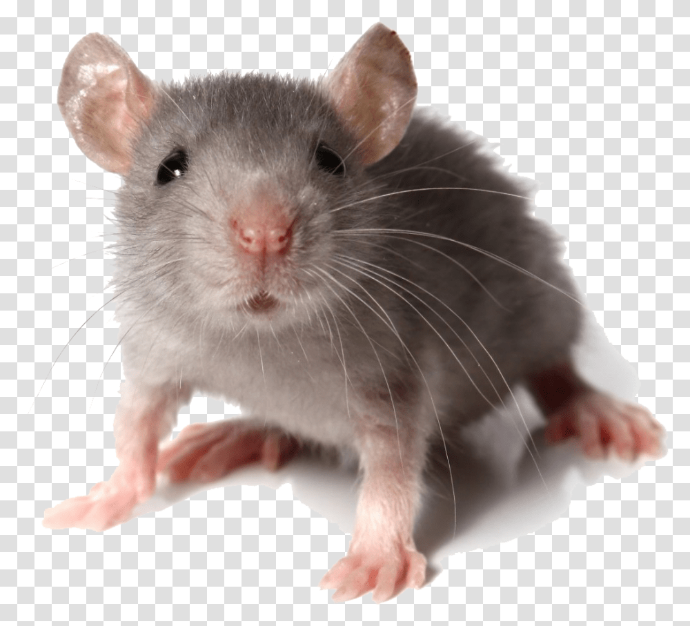Mouse Looking At You, Rat, Rodent, Mammal, Animal Transparent Png