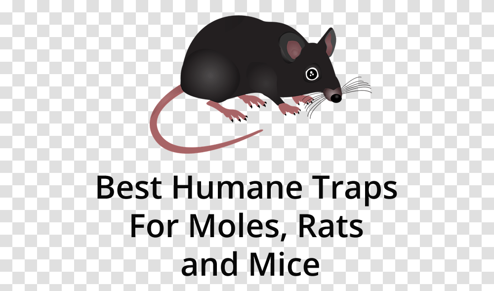 Mouse, Mammal, Animal, Rodent, Pet Transparent Png