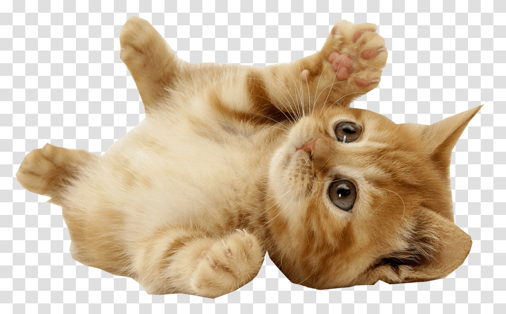 Mouse Pet Cat Villa Animal Cat With Background, Mammal, Kitten, Manx, Abyssinian Transparent Png