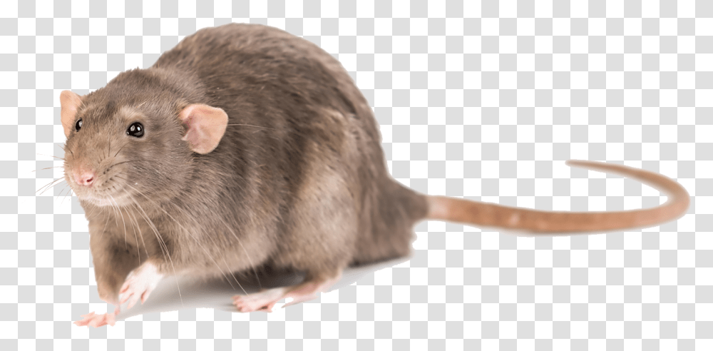 Mouse Photo Background Mouse, Rat, Rodent, Mammal, Animal Transparent Png