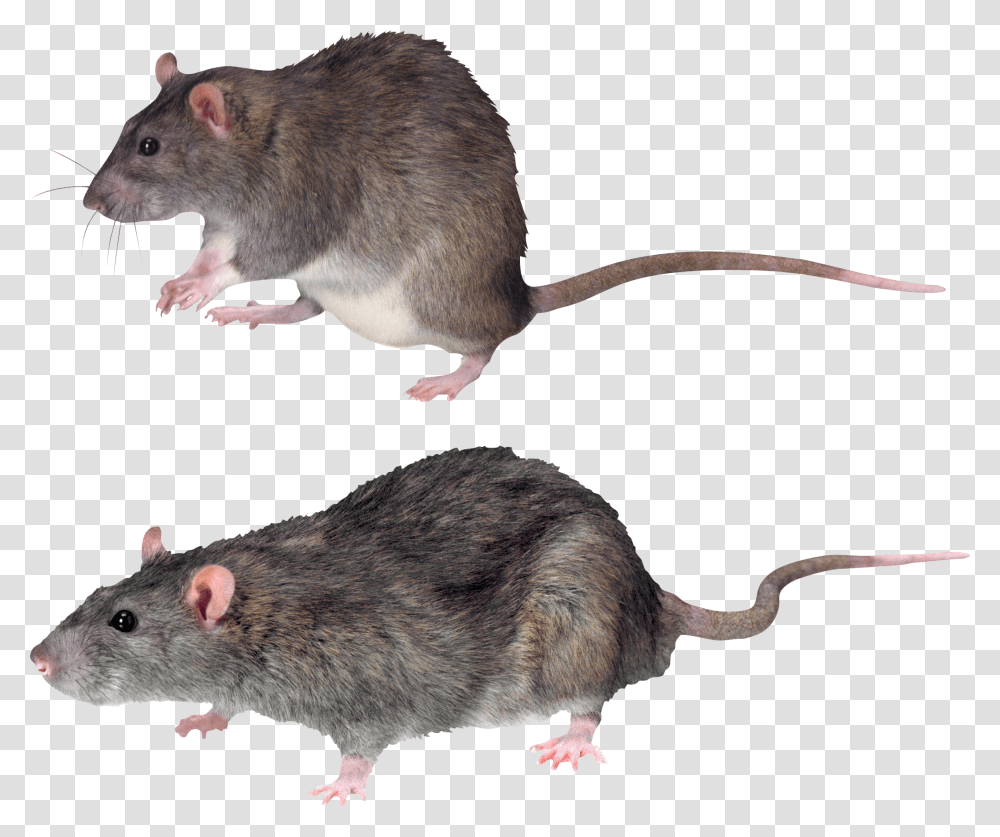 Mouse Rat Image Mouse Background, Rodent, Mammal, Animal, Pet Transparent Png