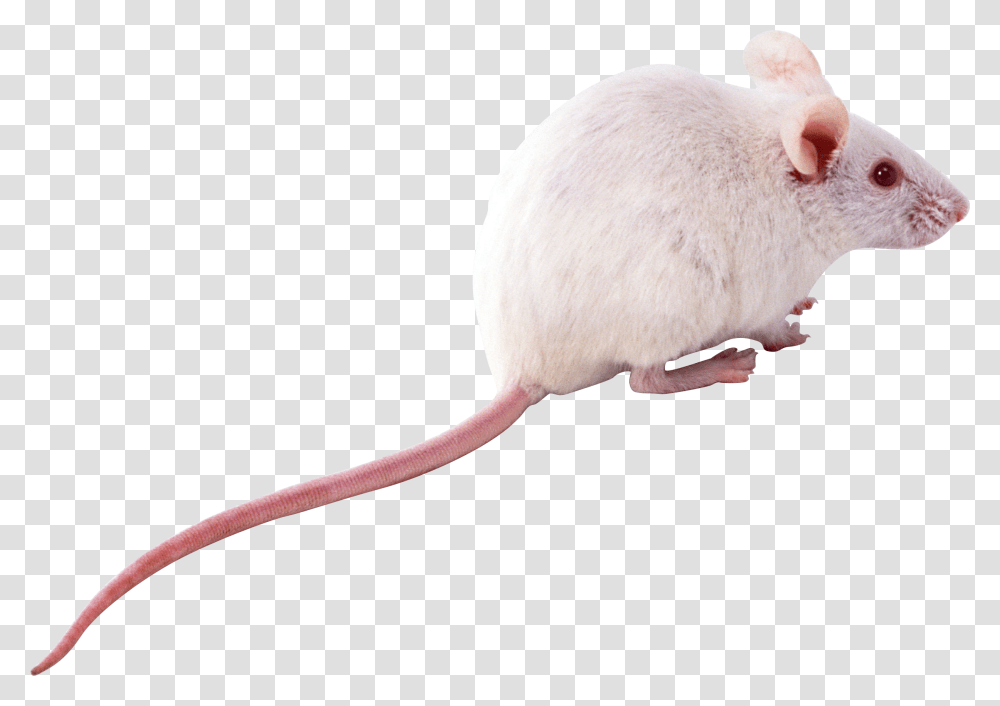Mouse Rat Image, Rodent, Mammal, Animal, Pet Transparent Png