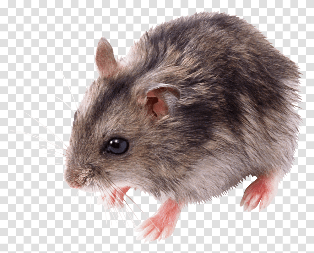 Mouse, Rat, Rodent, Mammal, Animal Transparent Png