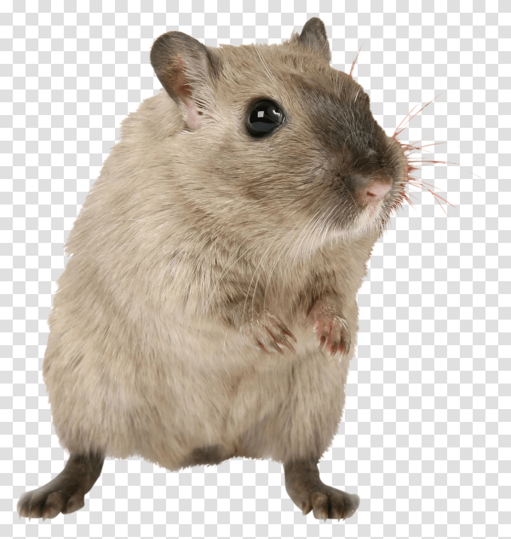 Mouse, Rat, Rodent, Mammal, Animal Transparent Png
