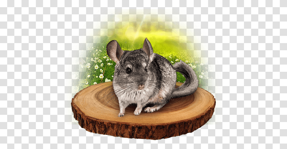 Mouse, Rodent, Mammal, Animal, Cat Transparent Png