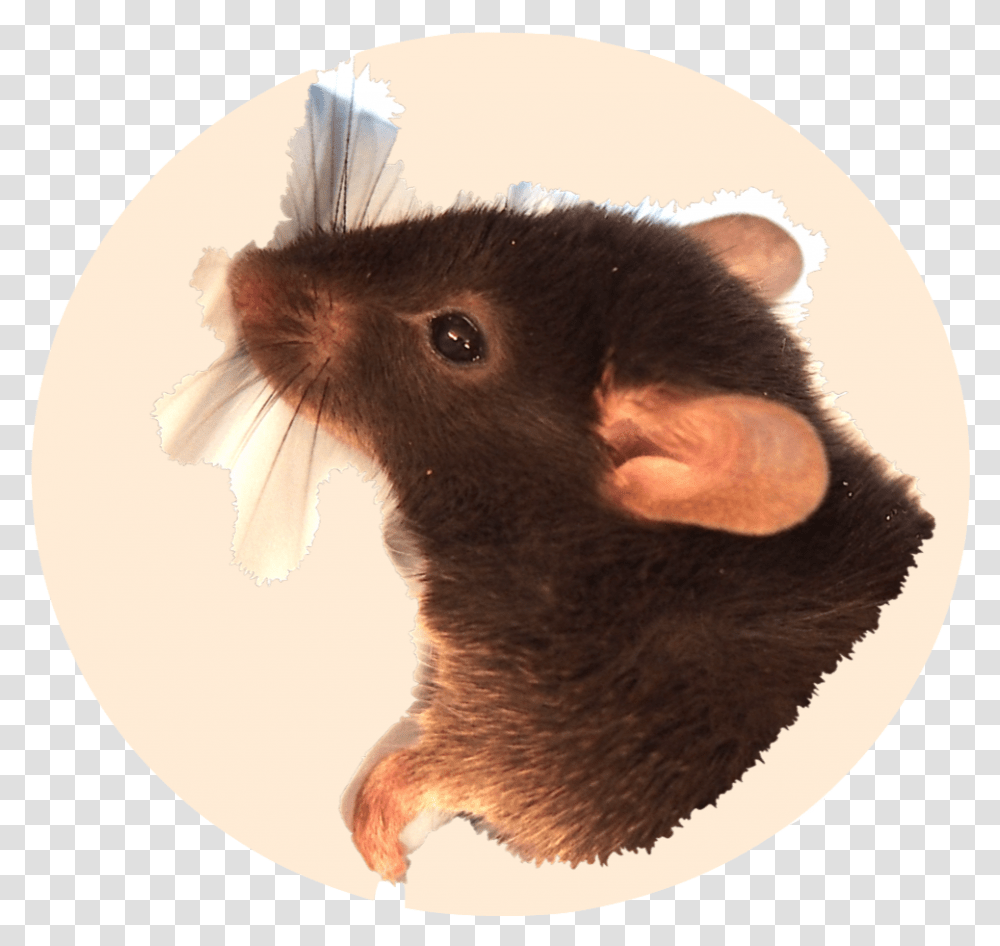 Mouse, Rodent, Mammal, Animal, Rat Transparent Png