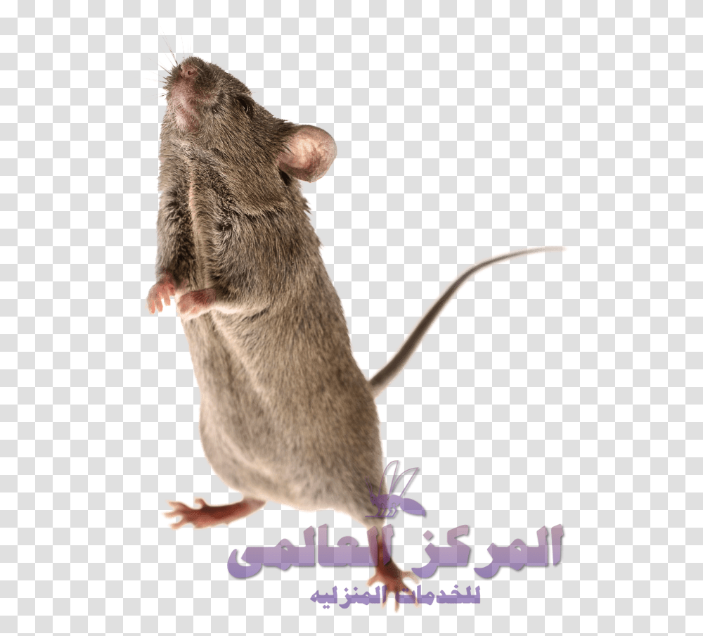 Mouse, Rodent, Mammal, Animal, Rat Transparent Png