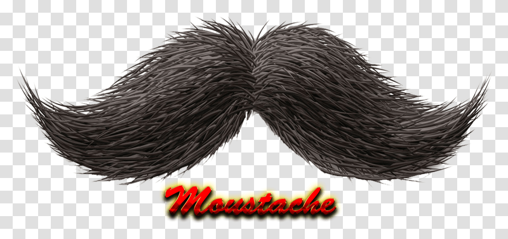 Moustache Hd Mustache Render, Bird, Animal, Porcupine, Rodent Transparent Png