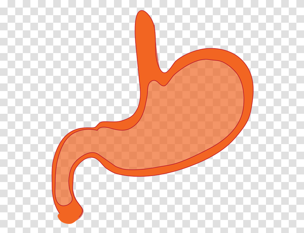 Mouth Clipart Esophagus Stomach Animated, Hammer, Tool, Animal, Axe Transparent Png