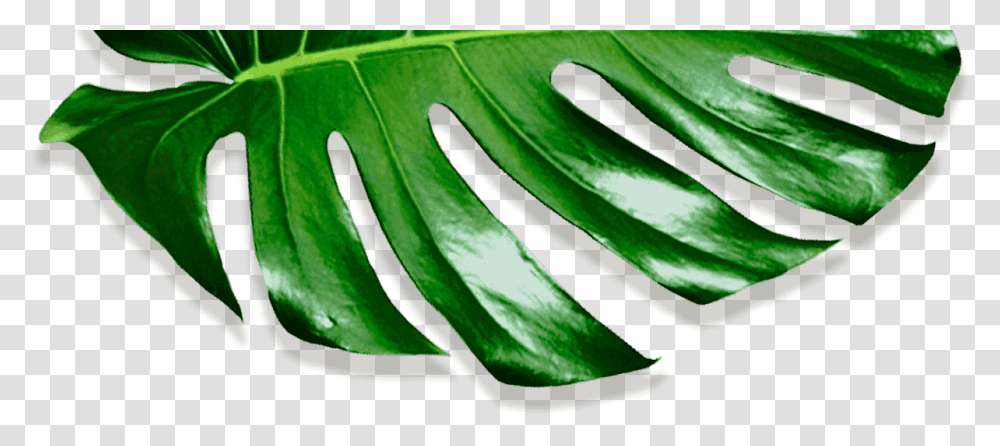 Movadex Design Agency Green Monstera Leaf Decoration Okra, Plant, Produce, Food, Vegetable Transparent Png