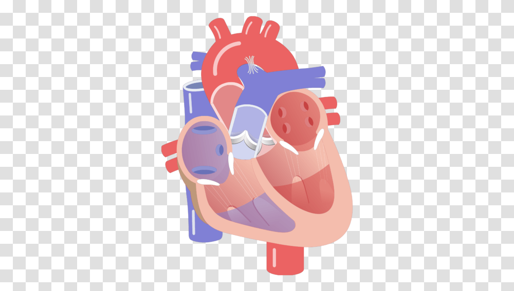 Movement Of The Heart Valves Animation Slide Conduction System Of The Heart Unlabeled, Teeth, Mouth, Hand, Cushion Transparent Png