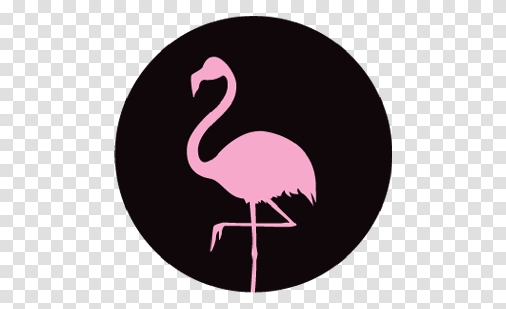 Movies Greater Flamingo, Bird, Animal Transparent Png