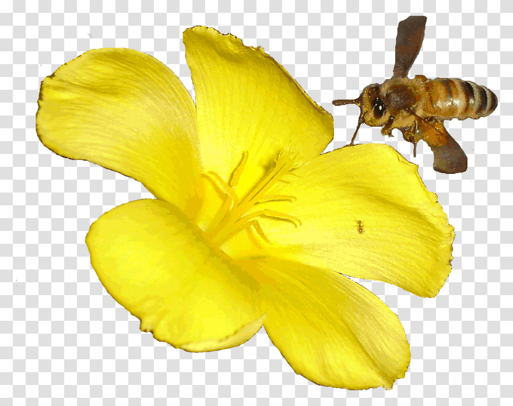 Moving Clipart Bee Free For Download Bee Animated, Apidae, Insect, Invertebrate, Animal Transparent Png
