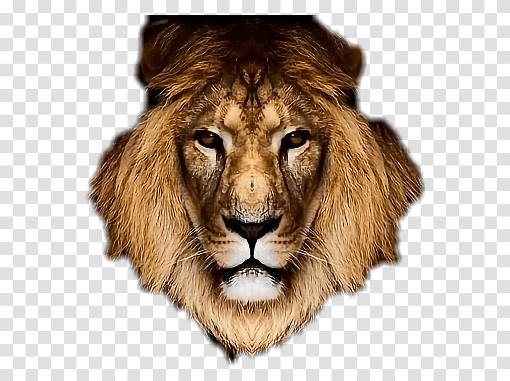 Mpho Makwana Wife, Lion, Wildlife, Mammal, Animal Transparent Png