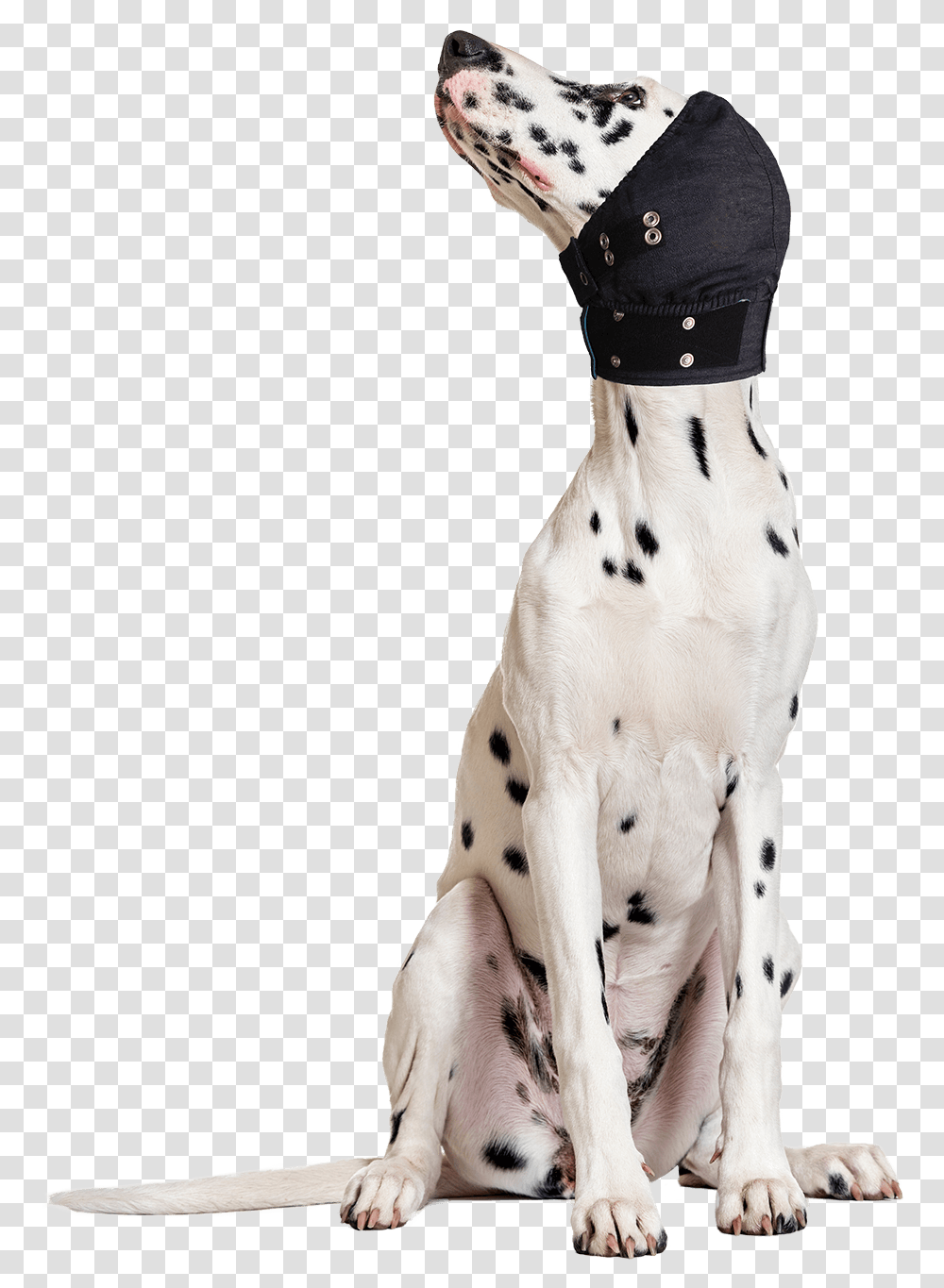 Mps Head Cover, Pet, Animal, Canine, Mammal Transparent Png