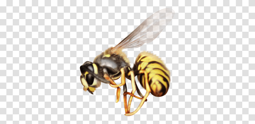Mq Bee Insect Flying Animal Animals Honeybee, Wasp, Invertebrate, Andrena, Hornet Transparent Png