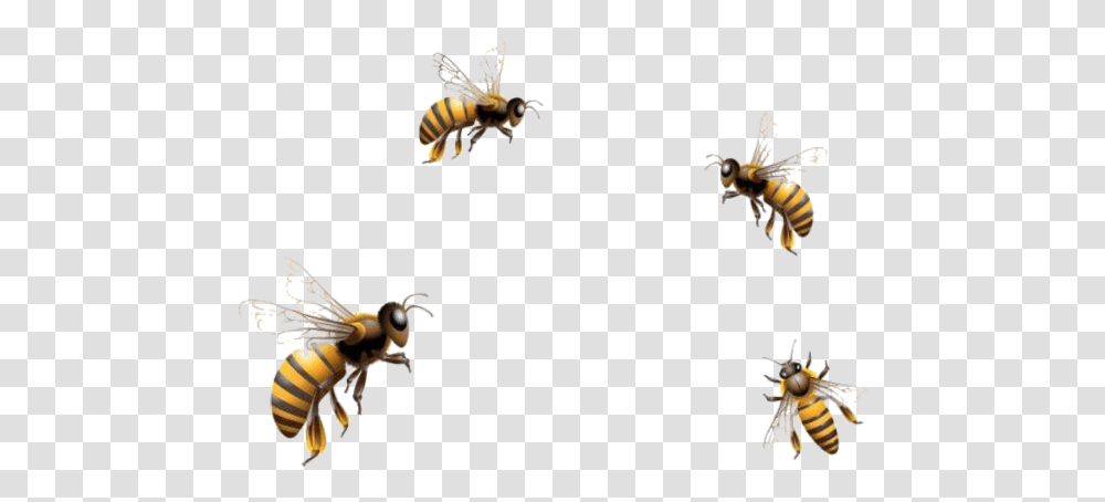 Mq Bees Bee Insect Flying Fly Flying Honey Bee, Apidae, Invertebrate, Animal, Bumblebee Transparent Png