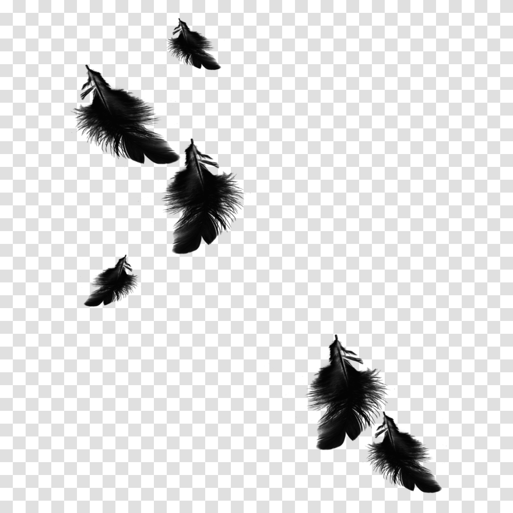 Mq Black Feather Feathers Floating Falling, Outdoors, Nature, Astronomy, Outer Space Transparent Png