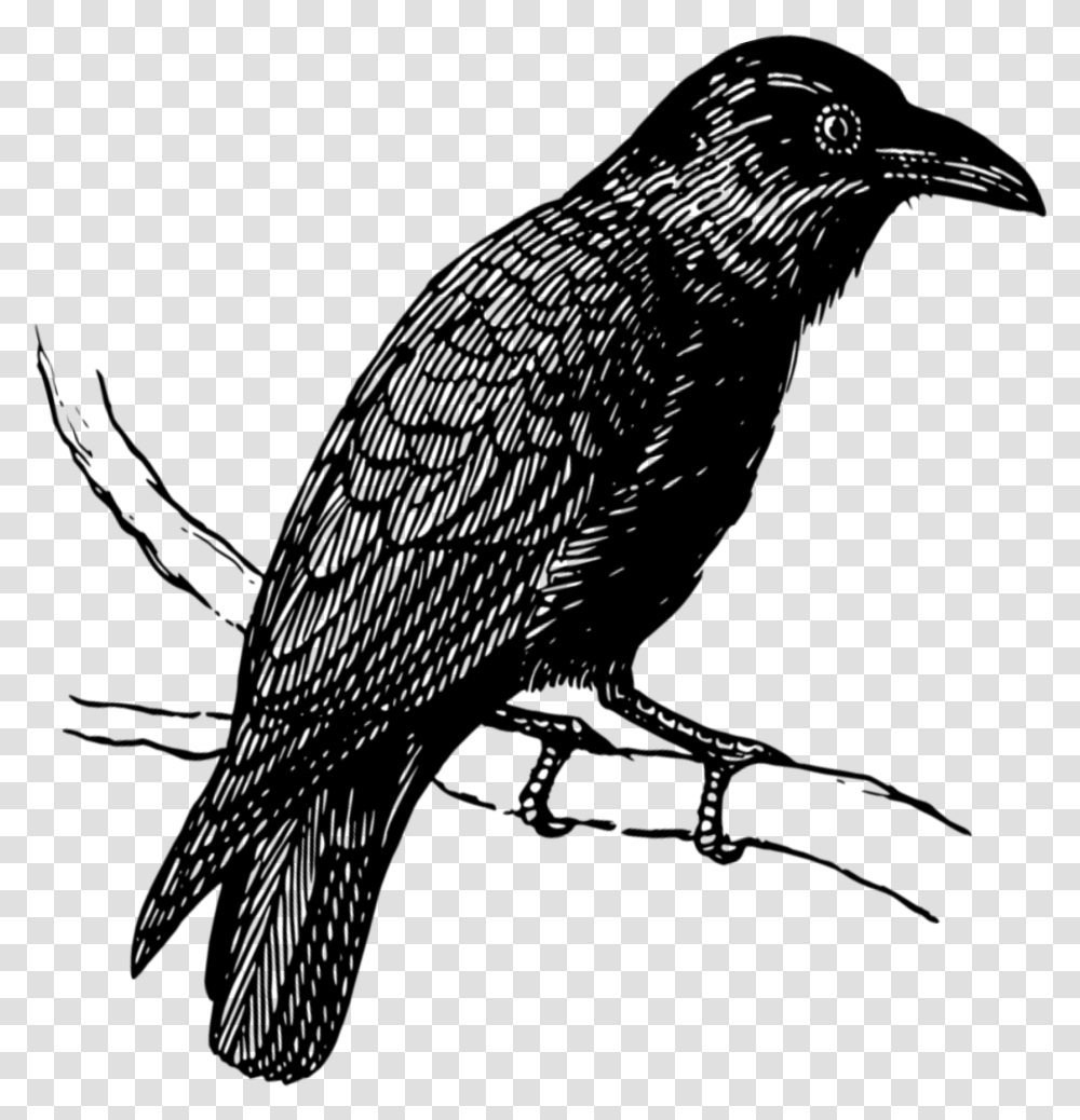 Mq Black Raven Birds Bird Flying Crow, Gray, World Of Warcraft Transparent Png