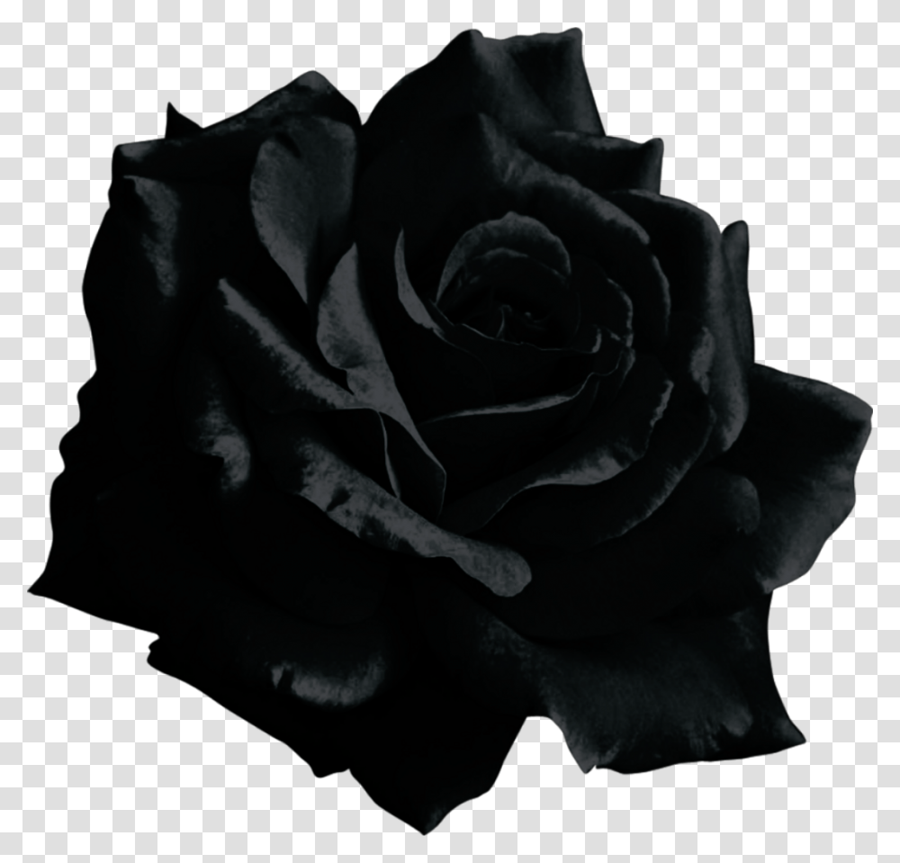 Mq Black Rose Flower Black Rose, Plant Transparent Png