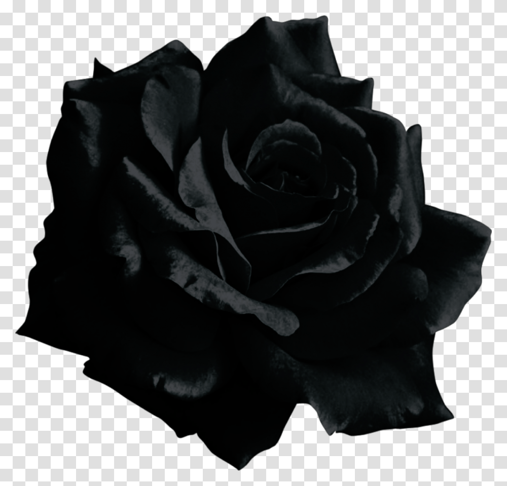 Mq Black Rose Flower, Plant, Blossom Transparent Png