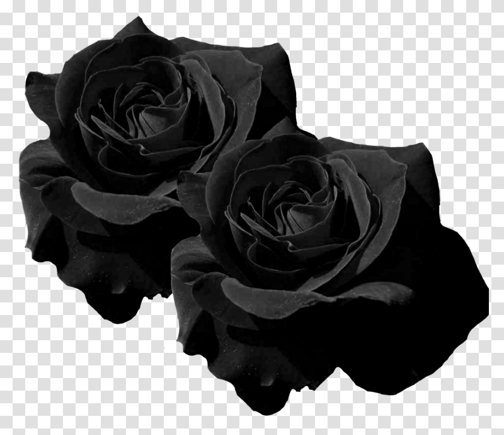 Mq Black Roses Rose Flower Flowers Black Rose, Plant, Blossom Transparent Png