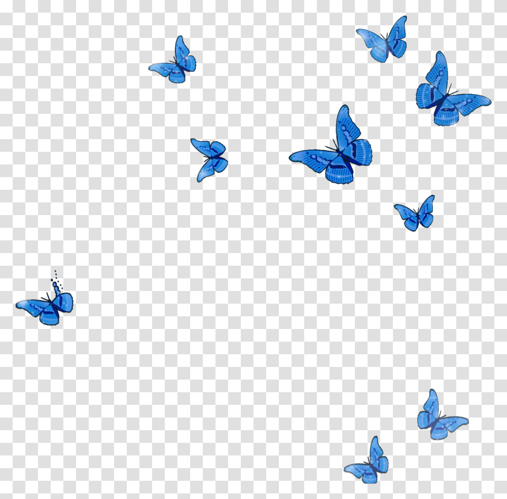 Mq Blue Butterfly Animal Flying Fall Flying Blue Butterflies, Bird, Adventure, Seagull, Kite Bird Transparent Png