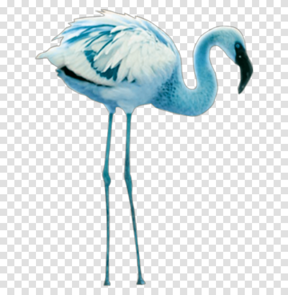 Mq Blue Flamingo Birds Bird, Animal, Beak, Waterfowl, Crane Bird Transparent Png