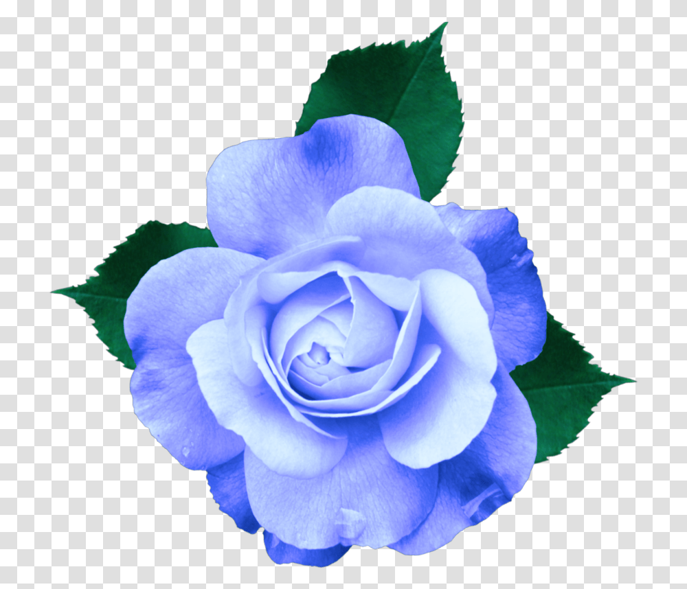 Mq Blue Rose Roses Flowers Background Purple Flower, Plant, Blossom, Petal, Anemone Transparent Png