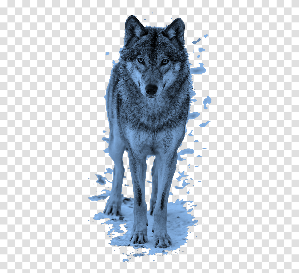 Mq Blue Wolf Animal Animals Wolfs Wolf, Mammal, Dog, Pet, Canine Transparent Png