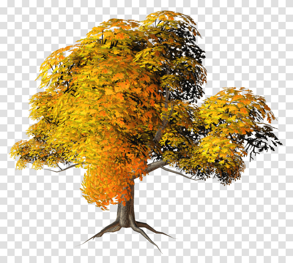 Mq Colorful Fall Tree, Plant, Fungus, Maple Transparent Png