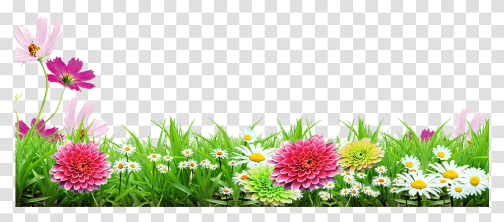 Mq Grass Flowers Garden Landscape Background Flower Images, Dahlia, Plant, Blossom, Daisy Transparent Png