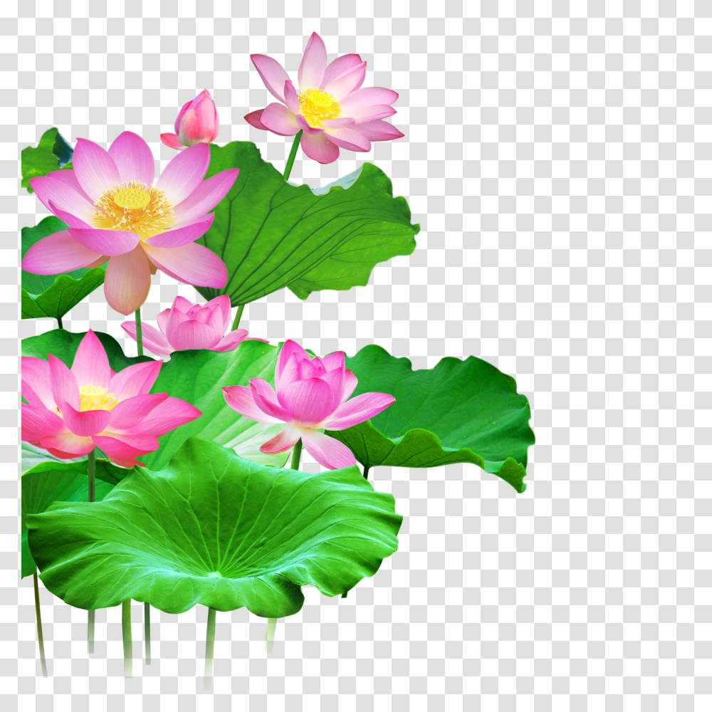 Mq Lotus Flower Flowers Pink Waters Green Leaf, Plant, Lily, Blossom, Pond Lily Transparent Png