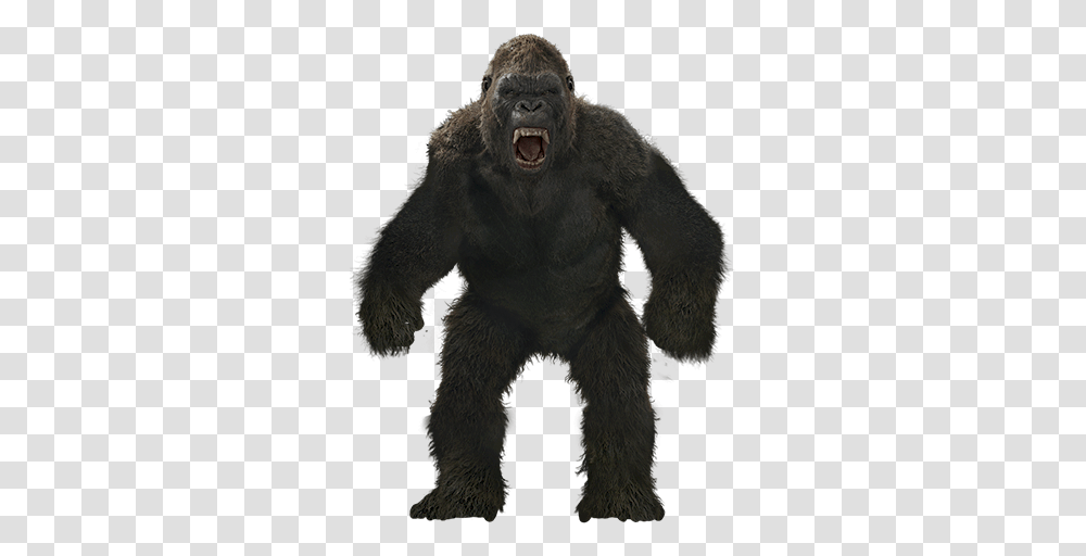 Mq Monkey Gorilla Kingkong Angry Anmails Wild, Wildlife, Animal, Mammal, Ape Transparent Png