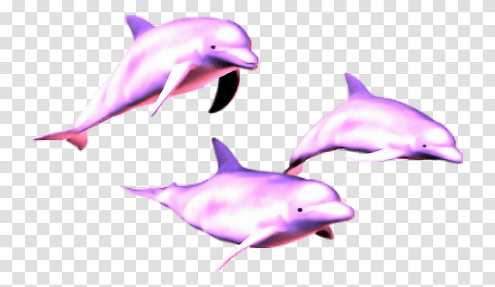 Mq Pink Dolphin Dolphins Animal Vaporwave Dolphin, Mammal, Sea Life, Fish, Bird Transparent Png