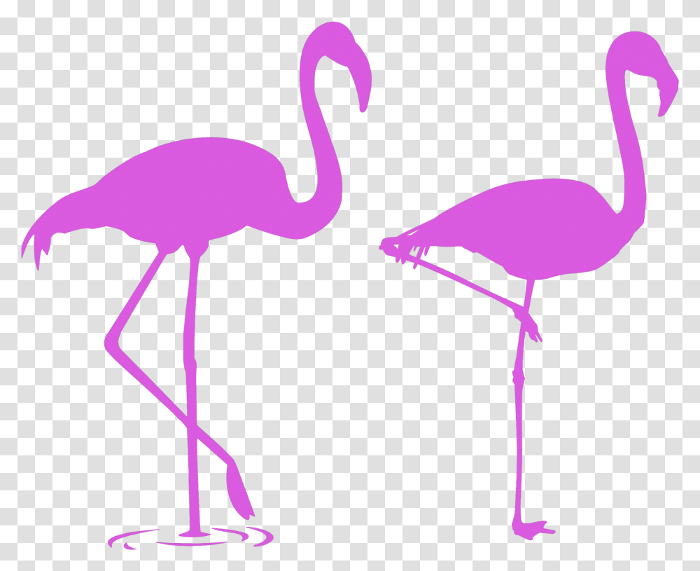 Mq Pink Flamingo Flamingos Silhouette Flamingo Stencils, Bird Transparent Png
