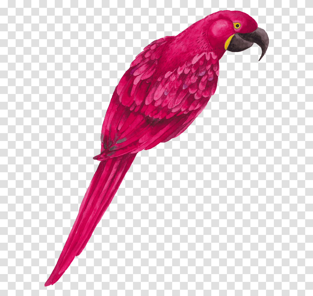 Mq Pink Parrot Bird Birds Animals Pink Parrot Bird, Macaw Transparent Png