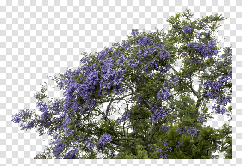 Mq Purple Flower Flowers Bush Wisteria, Plant, Blossom, Vegetation, Aster Transparent Png