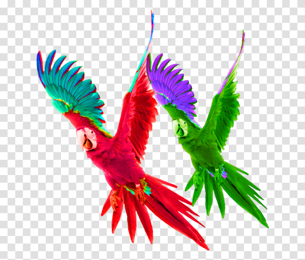 Mq Red Green Parrot Bird Birds, Animal, Macaw, Flying, Beak Transparent Png